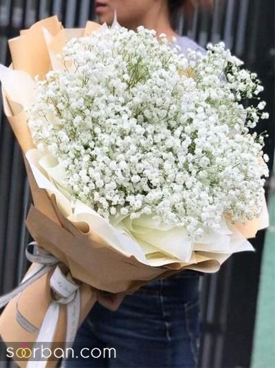  عکس گل ژیپسوفیلا سفید