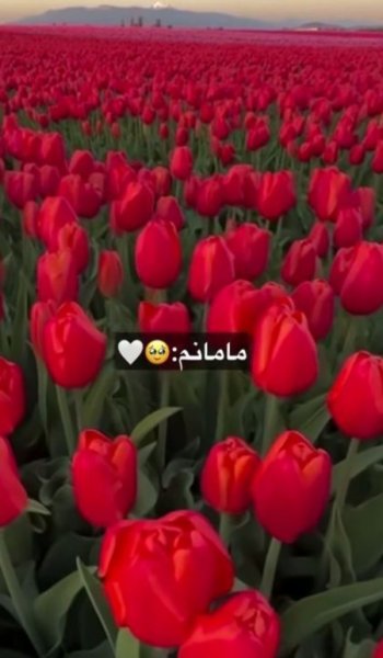  عکس مادر مهربان