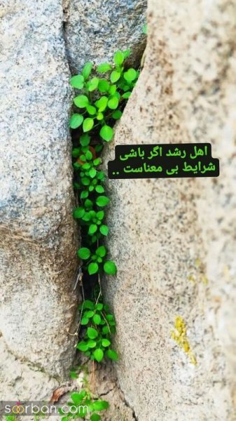 عکس صبح بخیر زیبا