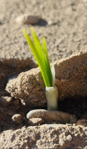  عکس امید به زندگی بدون متن