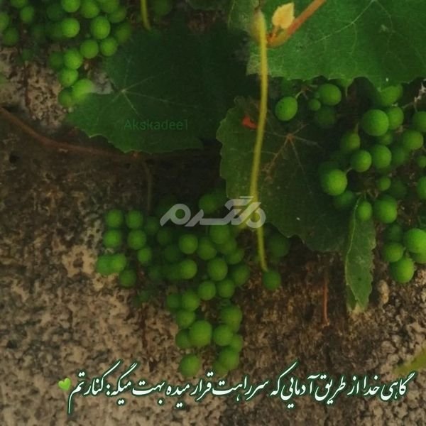  پروفایل خدا جدید