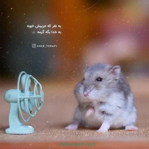  پروفایل امیدوار کننده و شاد