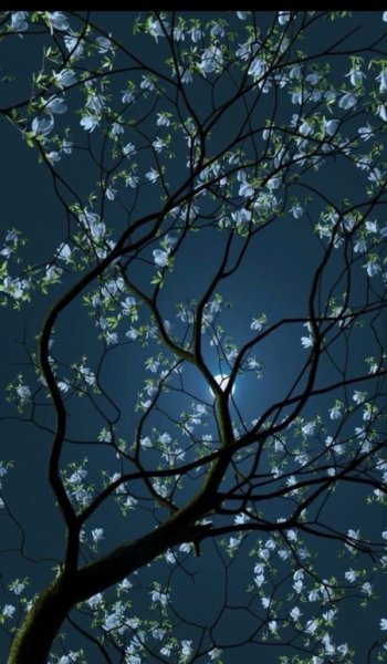  عکس آسمان شب با کیفیت بالا