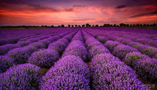  عکس آسمان صورتی و بنفش