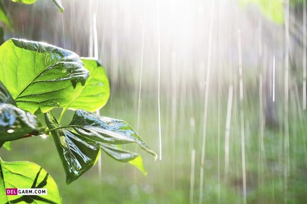  عکس باران برای پروفایل