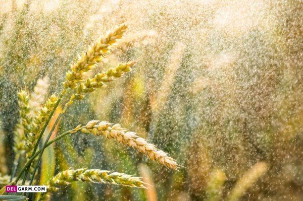  عکس باران برای پروفایل