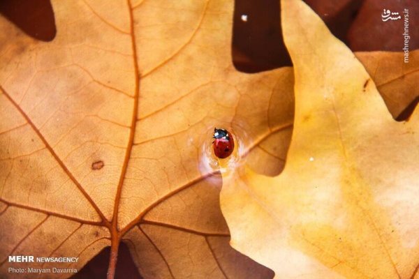  عکس آسمان پاییزی