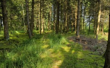  عکس آسمان جنگل