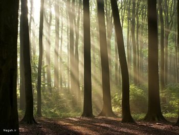  عکس آسمان جنگل