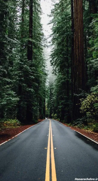  عکس آسمان و جنگل