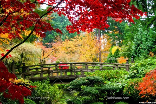  عکس آسمان و جنگل