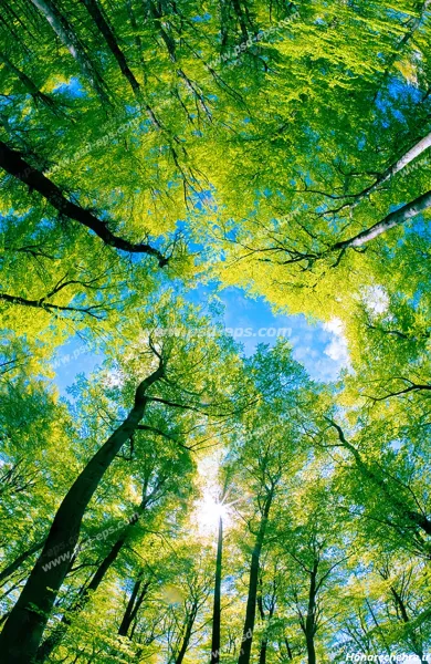  عکس آسمان و جنگل