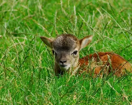  عکس اسمان و چمن