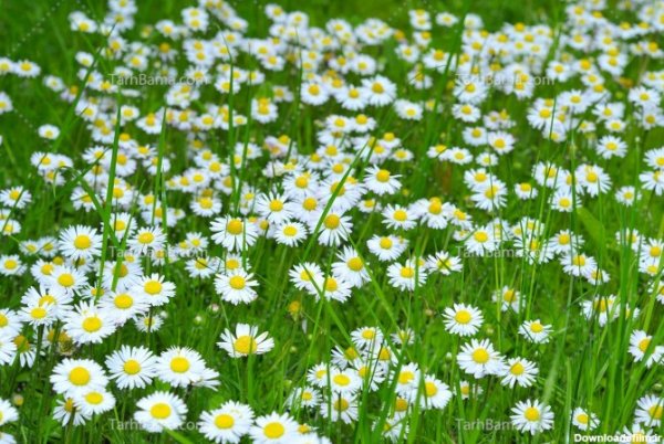 عکس چمن و گل طبیعی