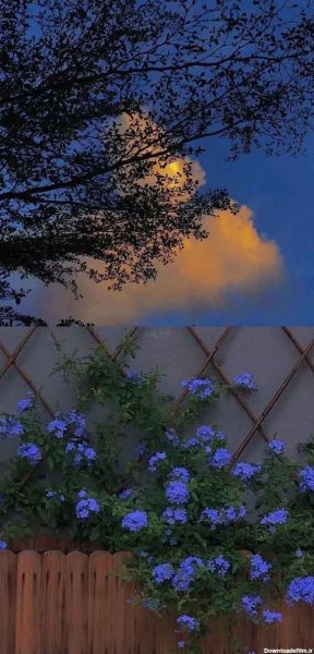  عکس چمن و گل طبیعی