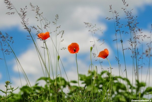  عکس چمن و گل طبیعی