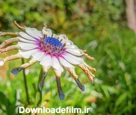  عکس چمن و گل طبیعی