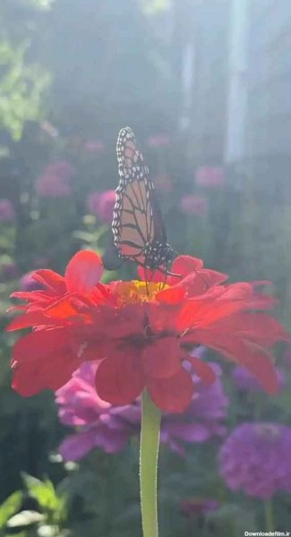  عکس چمن و گل طبیعی