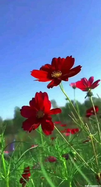  عکس چمن و گل طبیعی