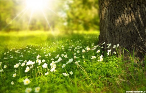  عکس چمن و گل طبیعی