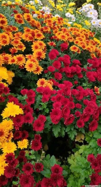  عکس چمن و گل طبیعی