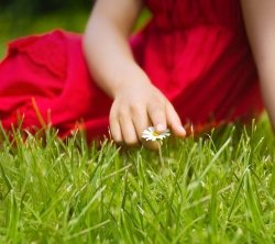 عکس چمن طبیعی فوتبال