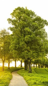 عکس چمن طبیعی فوتبال