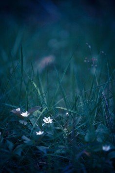  عکس چمن طبیعی