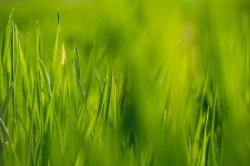 عکس چمن طبیعی فوتبال