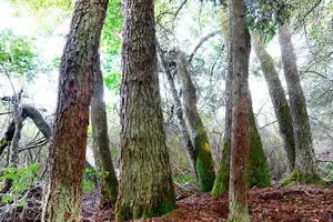 عکس چمن و درخت