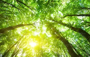  عکس چمن و درخت