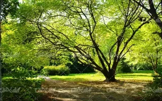  عکس چمن و درخت
