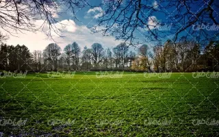  عکس چمن و درخت