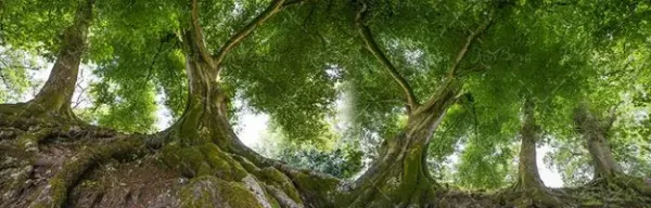  عکس چمن و درخت