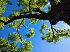  عکس چمن و درخت