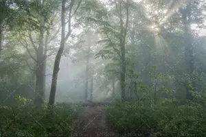  عکس چمن و درخت