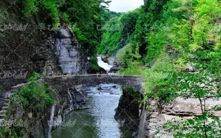  عکس چمن و درخت