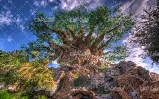  عکس چمن و درخت