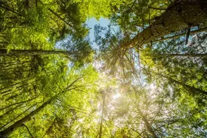  عکس چمن و درخت