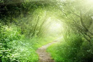  عکس چمن و درخت