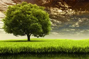  عکس چمن و درخت