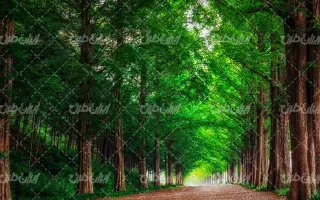  عکس چمن و درخت