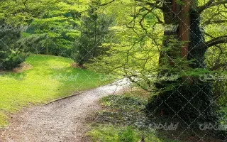  عکس چمن و درخت