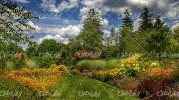  عکس چمن و درخت