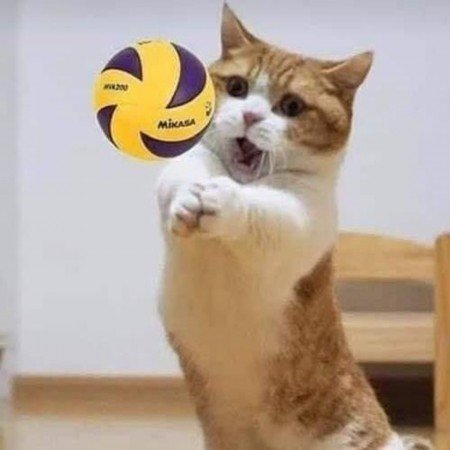  عکس والیبال برای پروفایل پسرانه