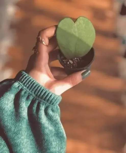  عکس قلب عاشقانه جدید برای پروفایل