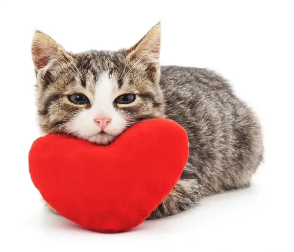  عکس قلب شکسته زیبا