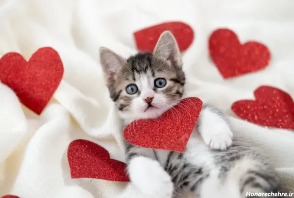  عکس قلب شکسته برای پروفایل