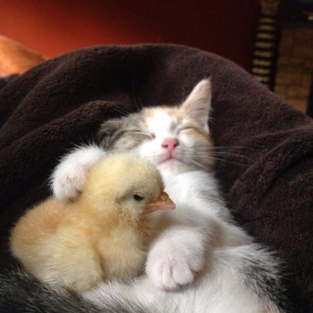  عکس مینیمال کیوت