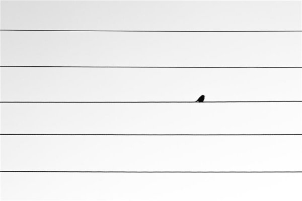  عکس مینیمال طبیعت